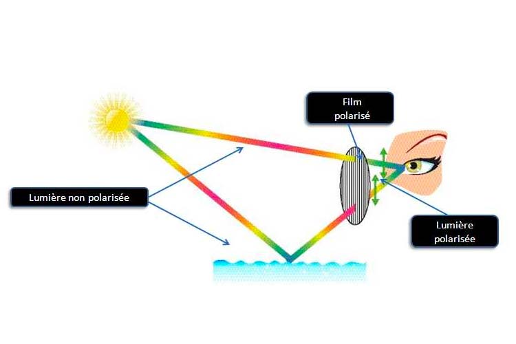 Différence entre lunettes de soleil polarisées et non-polarisées
